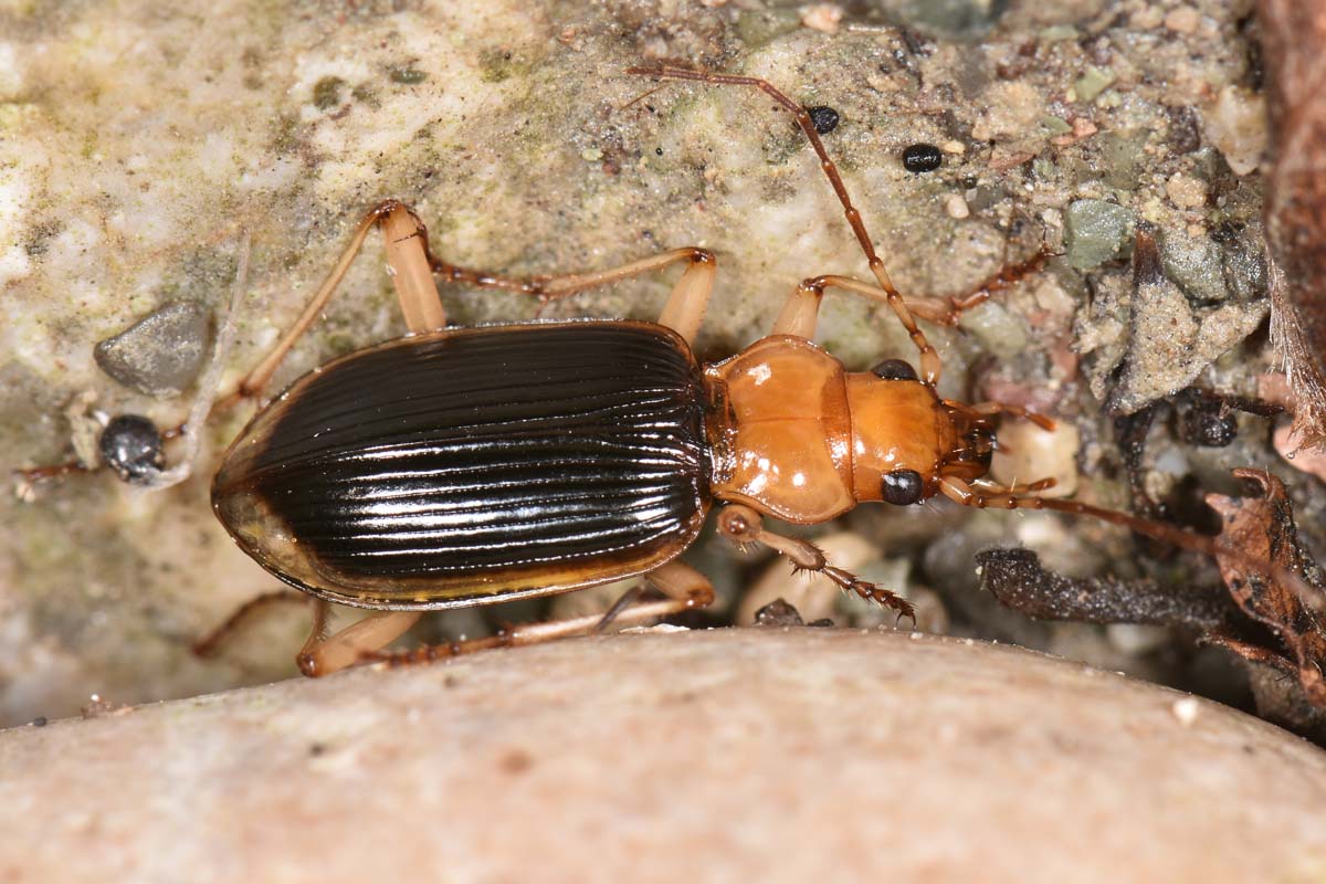 Carabidae: Tra le pietre del fiume Sangro. Nebria psammodes